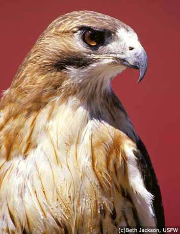  Tailed Hawk on Hawks Have The Power To Soar High Above The Earth Giving Them A
